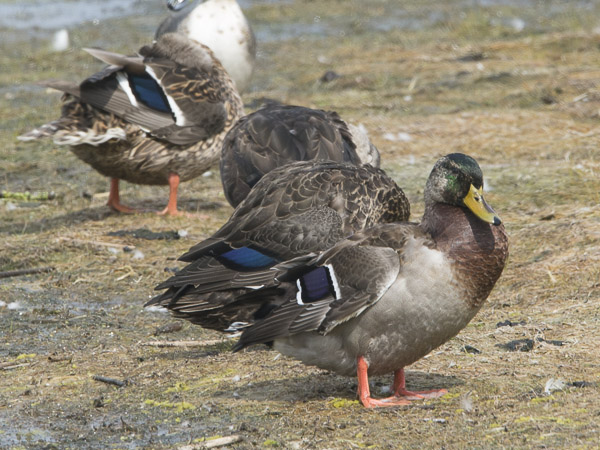 Nokisorsa, American Black Duck, Anas rubripes